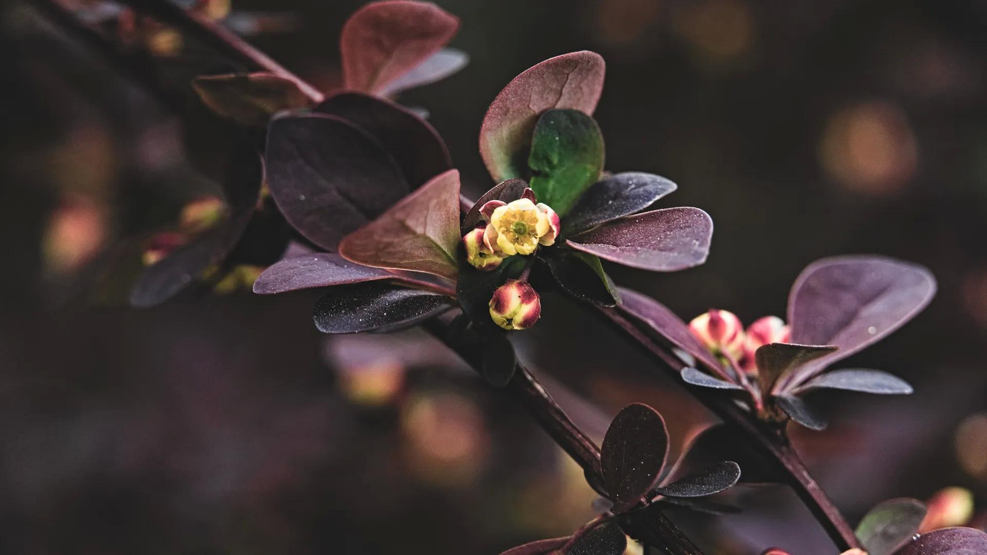 花 景深 摄影 树叶 植物 树枝 自然 特写 分支  电脑壁纸 4K壁纸