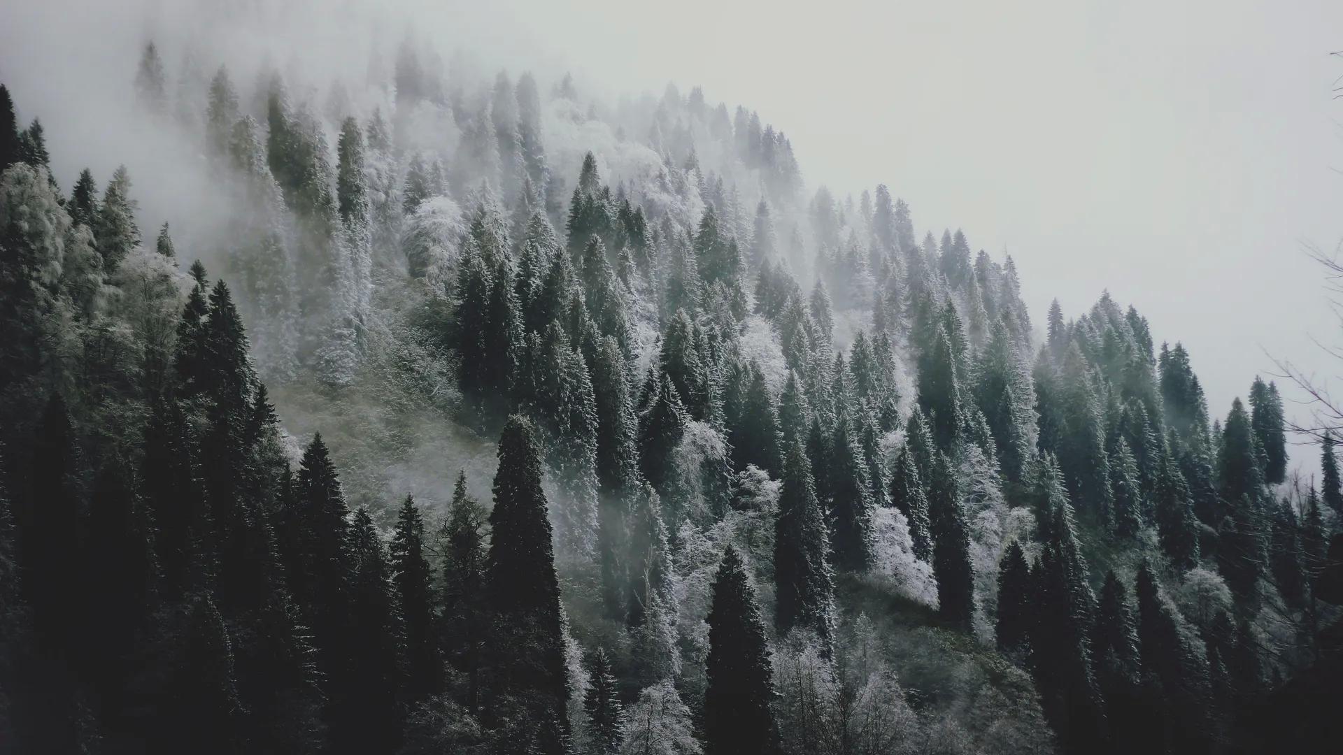 风景 冬季 雪 森林 树木 摄影 自然 寒冷