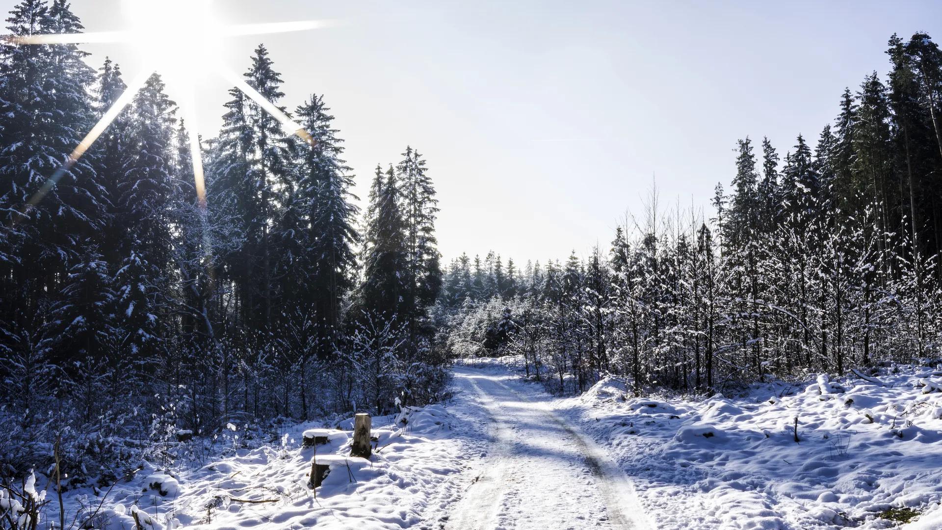 自然 风景 太阳 树木 冬天 雪 足迹 小路 户外 摄影 阳光 电脑壁纸 4K壁纸