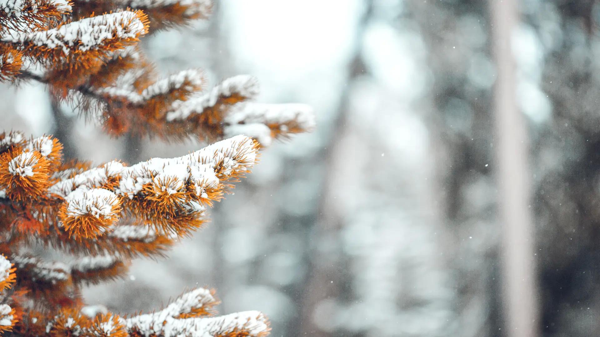 冬天 雪 自然 松树 秋天 风景 治愈 电脑壁纸 4K壁纸