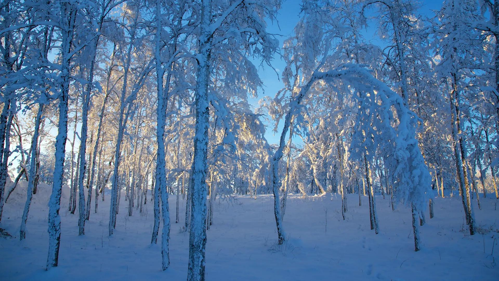 冬天 季节 冰 风景 雪 阳光 森林 晴朗的天空 电脑壁纸 4K壁纸