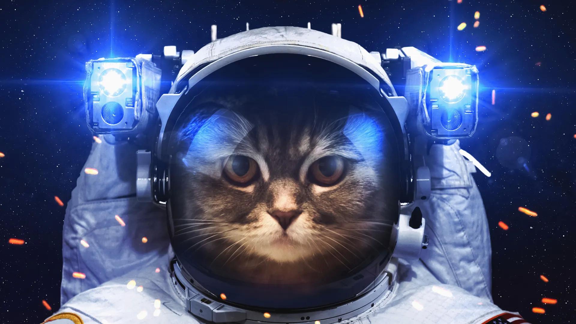 宇航员 猫 太空 艺术 创意 宇宙 星空 科幻 电脑壁纸 4K壁纸