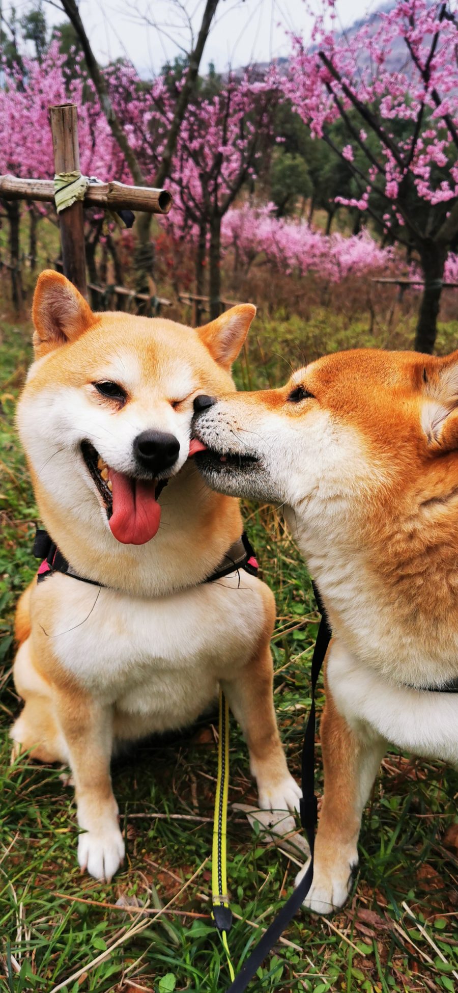 [2436×1125]小O 小H 狗 犬 汪星人 宠物 草坪 苹果手机壁纸图片