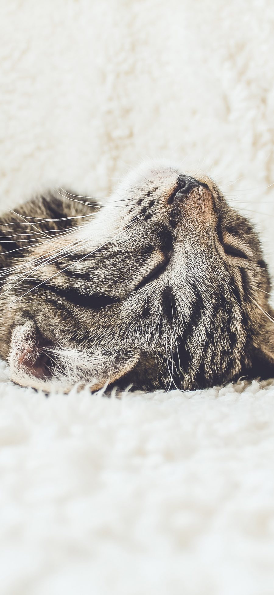 [2436×1125]猫咪 喵星人 宠物 可爱 慵懒 苹果手机壁纸图片