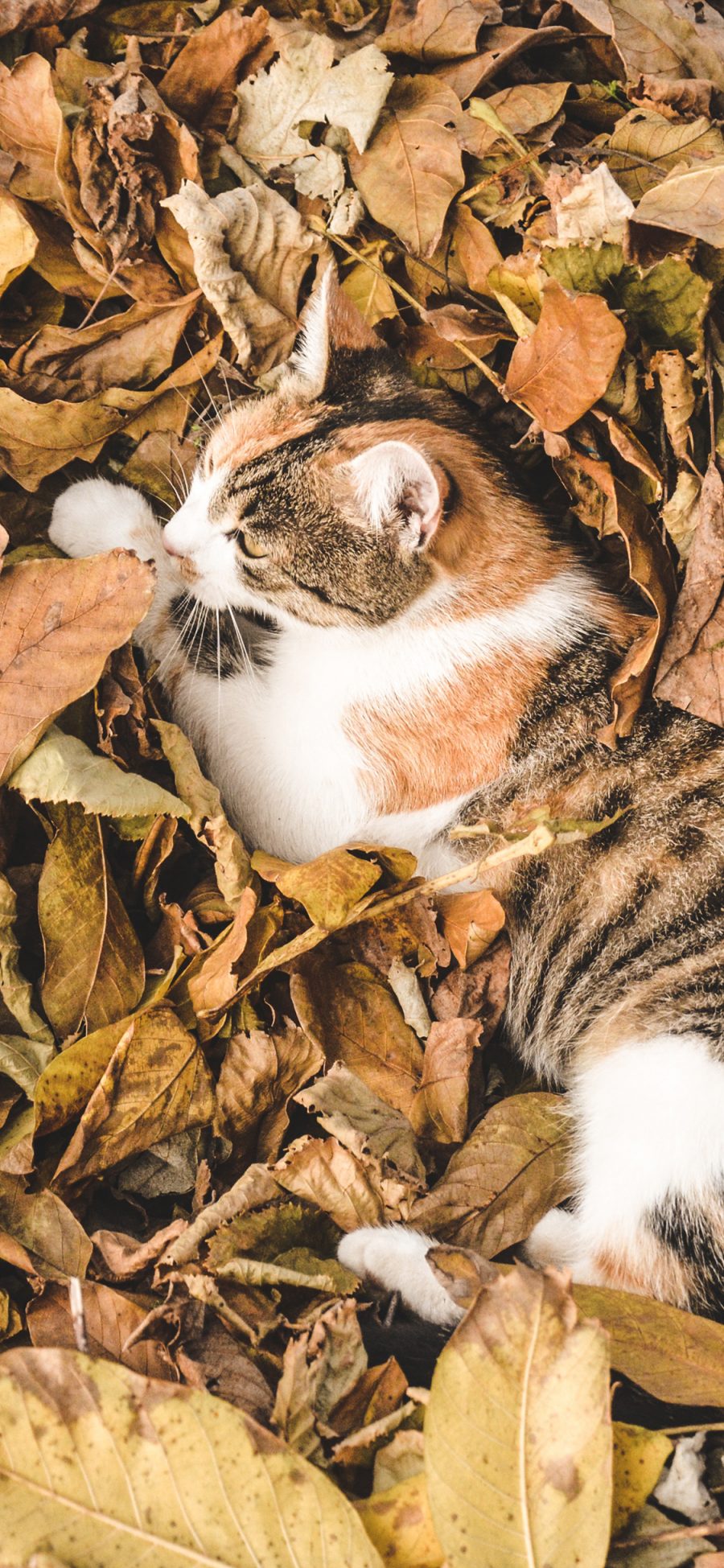 [2436×1125]猫咪 落叶 橘猫  枯黄 苹果手机壁纸图片