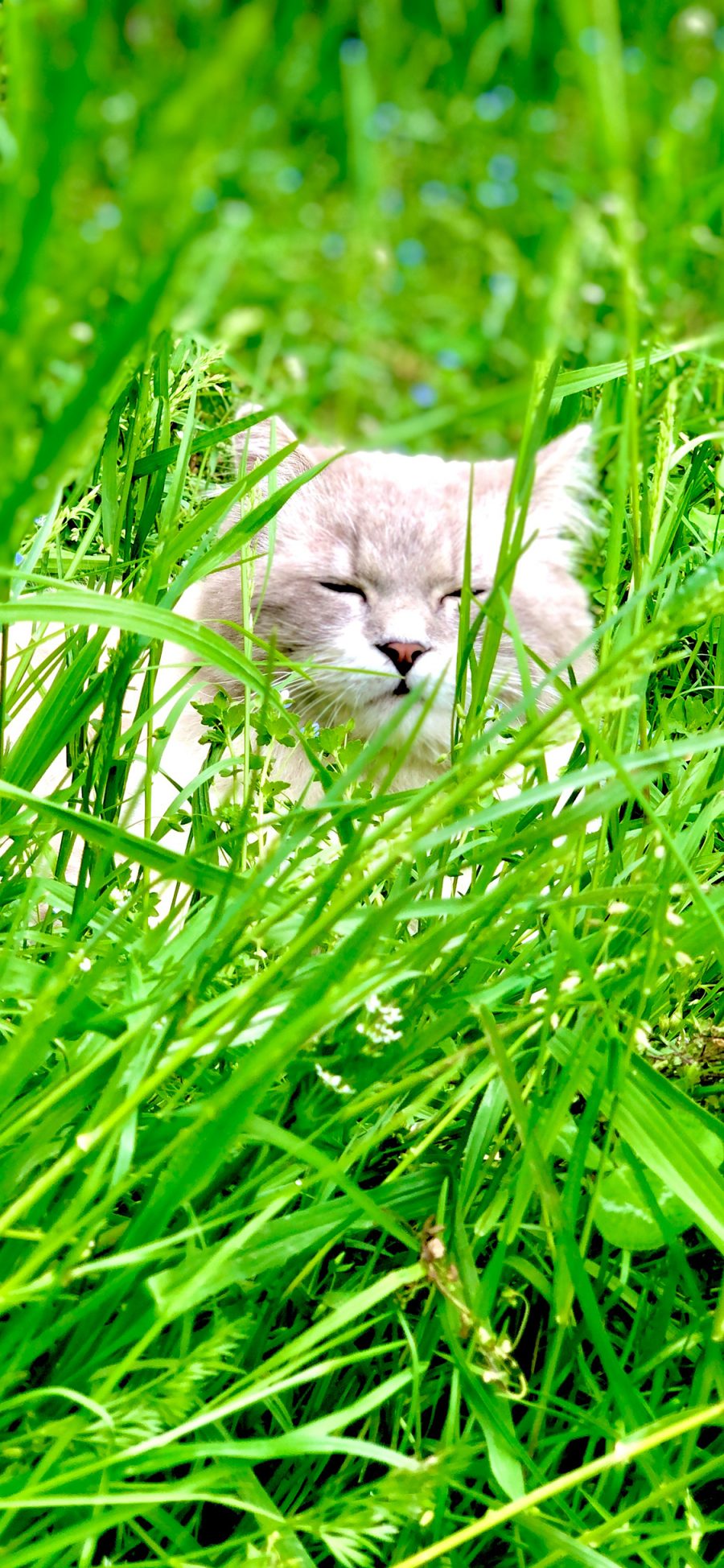 [2436×1125]草地 草丛 宠物 猫咪 休憩 眯眼 苹果手机壁纸图片