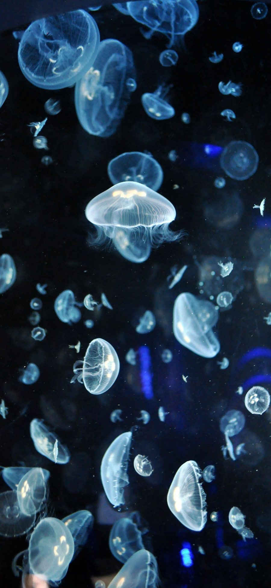 [2436×1125]海洋生物 水母群 透明 梦幻 苹果手机壁纸图片