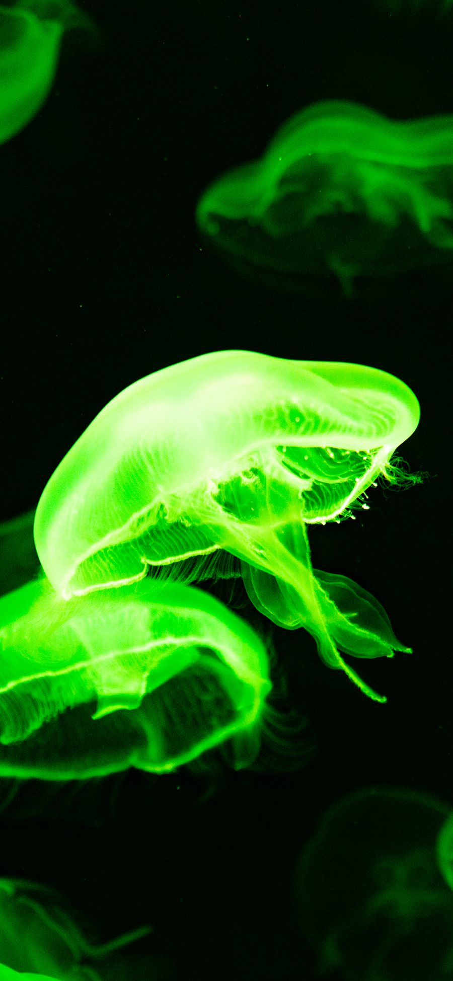 [2436×1125]海洋生物 水母 海蜇 绿色 苹果手机壁纸图片