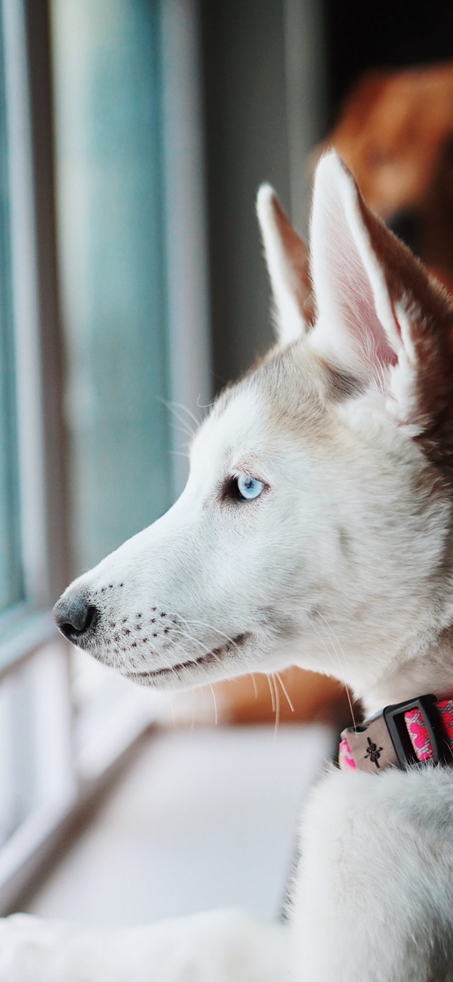 [2436×1125]哈士奇 宠物 皮毛 犬类 狗 苹果手机壁纸图片