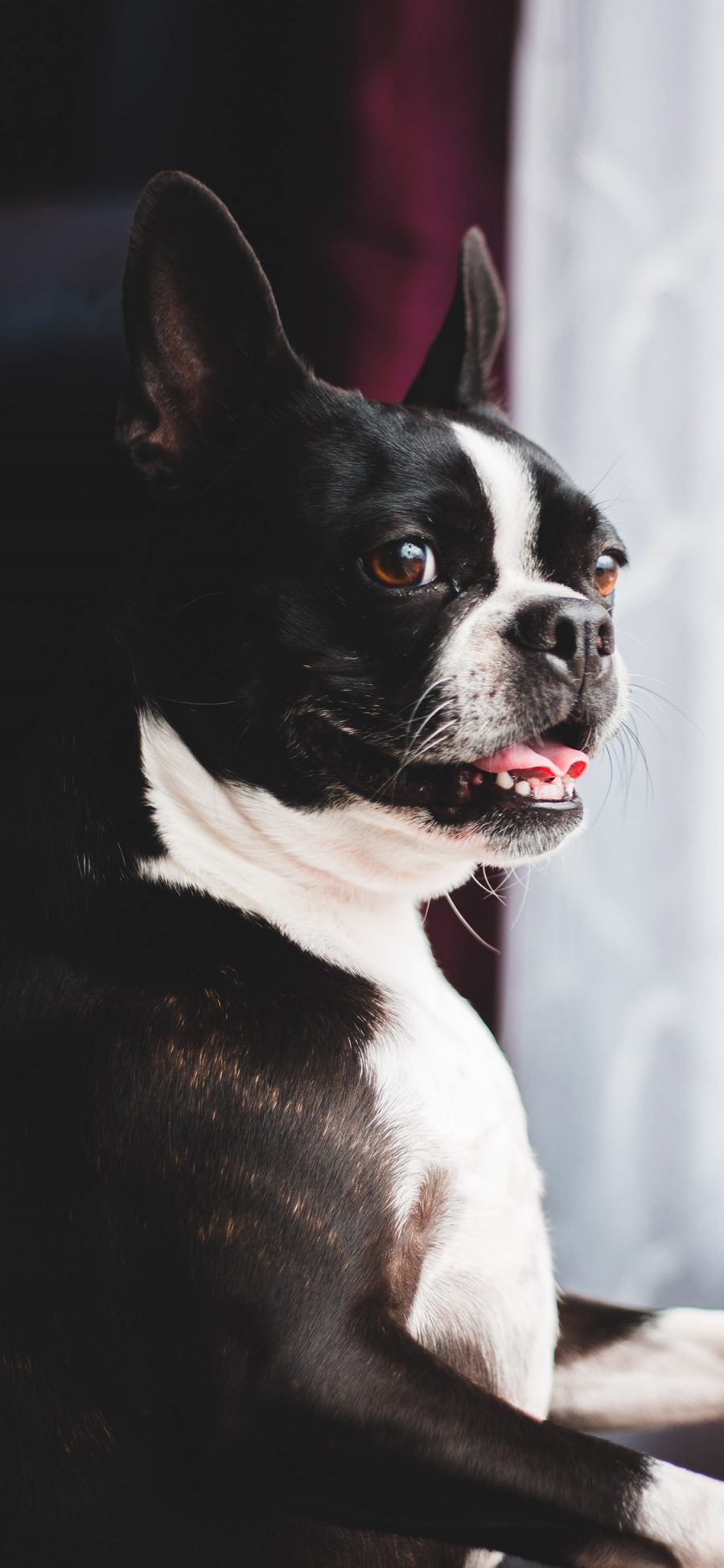 [2436×1125]宠物狗 法斗犬 可爱 黑白 苹果手机壁纸图片