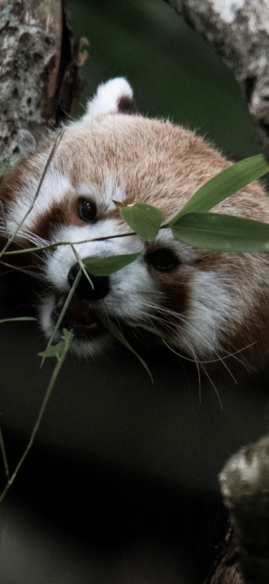 [2436×1125]树木 小熊猫 进食 竹叶 苹果手机壁纸图片