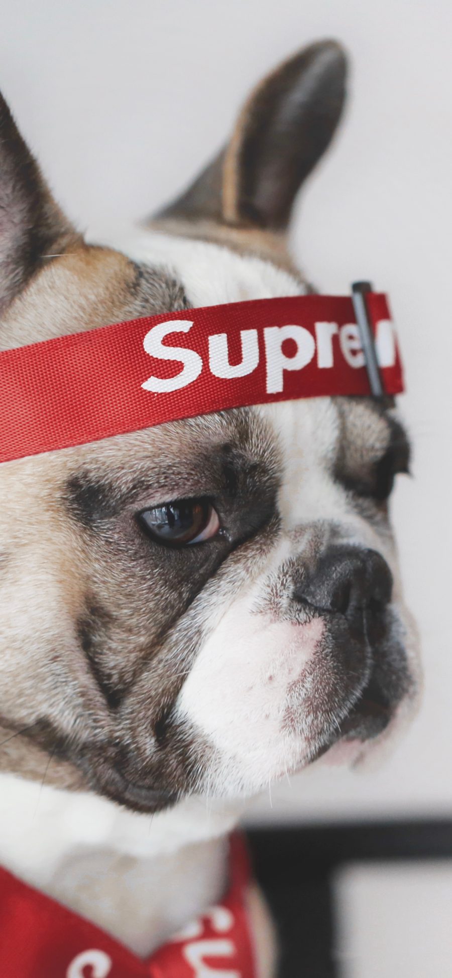 [2436×1125]法国斗牛犬 狗 汪星人 宠物 supreme 潮牌 苹果手机壁纸图片