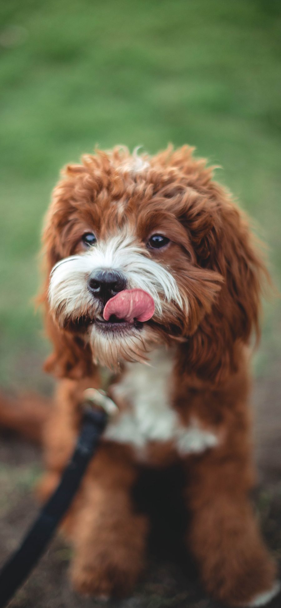 [2436×1125]宠物 牵引绳 狗 犬类 苹果手机壁纸图片