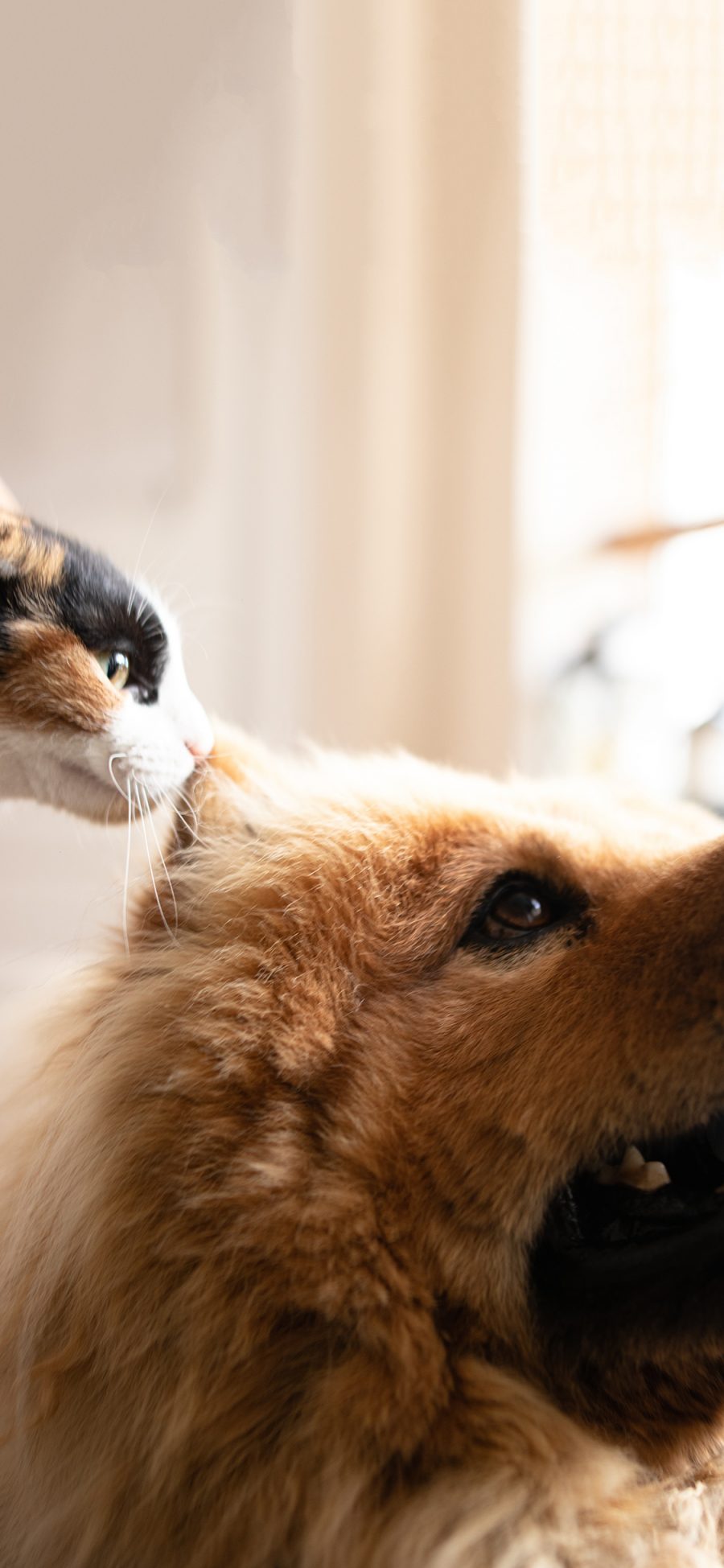 [2436×1125]宠物狗 汪星人 黄色 猫咪 苹果手机壁纸图片