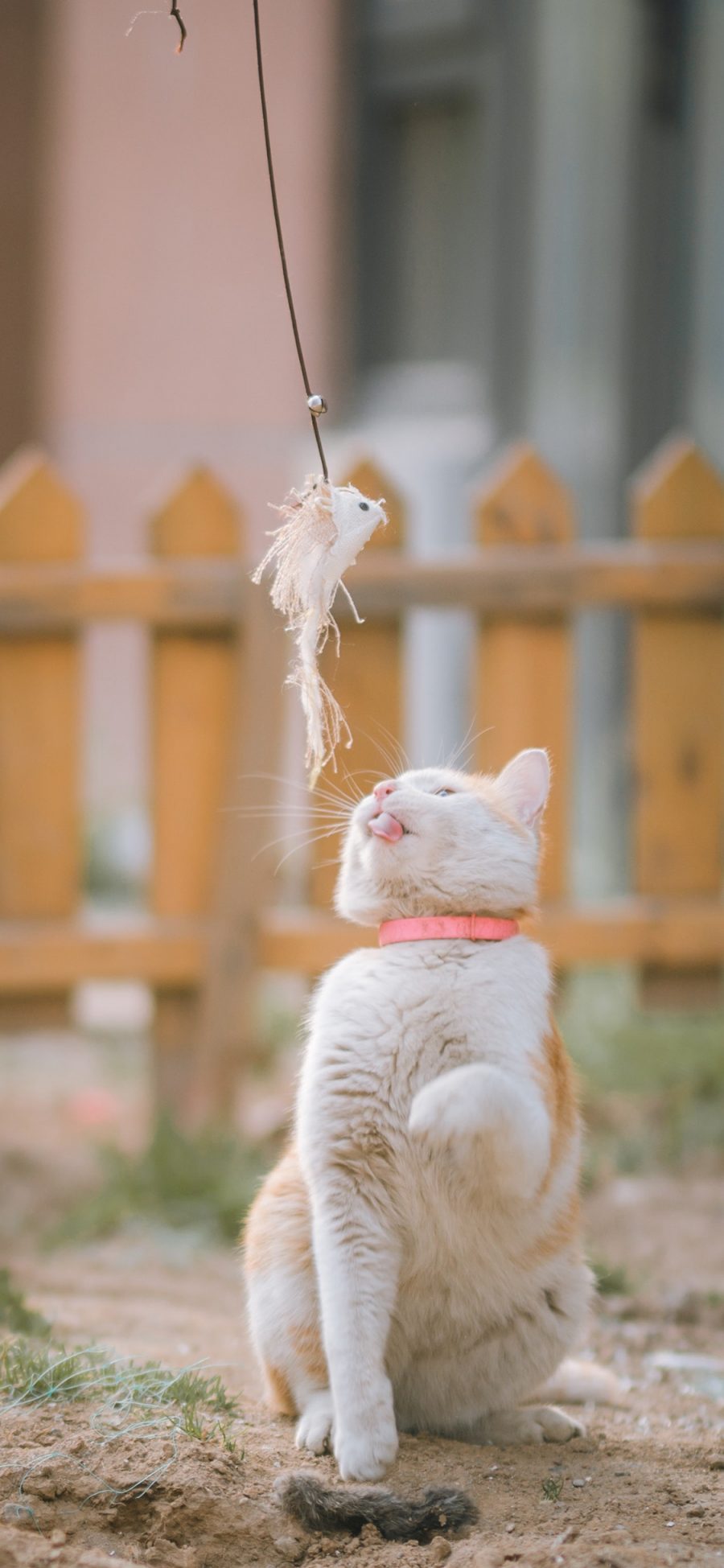 [2436×1125]白猫 猫咪 喵星人 宠物 逗猫 苹果手机壁纸图片