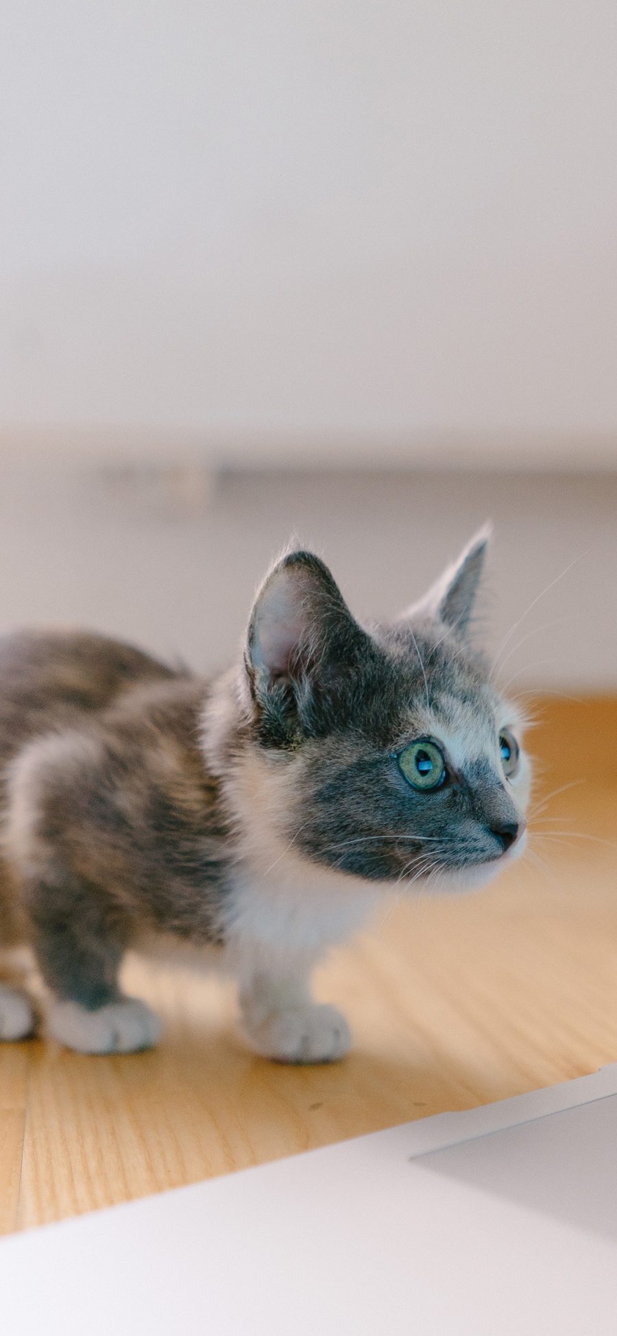 [2436×1125]猫咪 宠物 幼仔 警惕 苹果手机壁纸图片