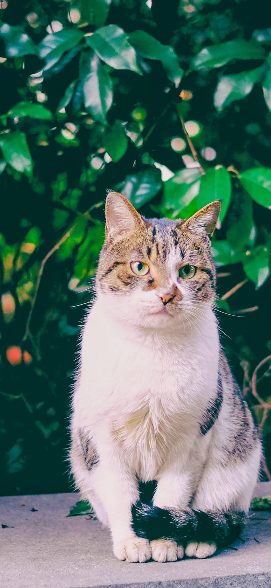 [2436×1125]猫咪 宠物 花猫 户外 苹果手机壁纸图片