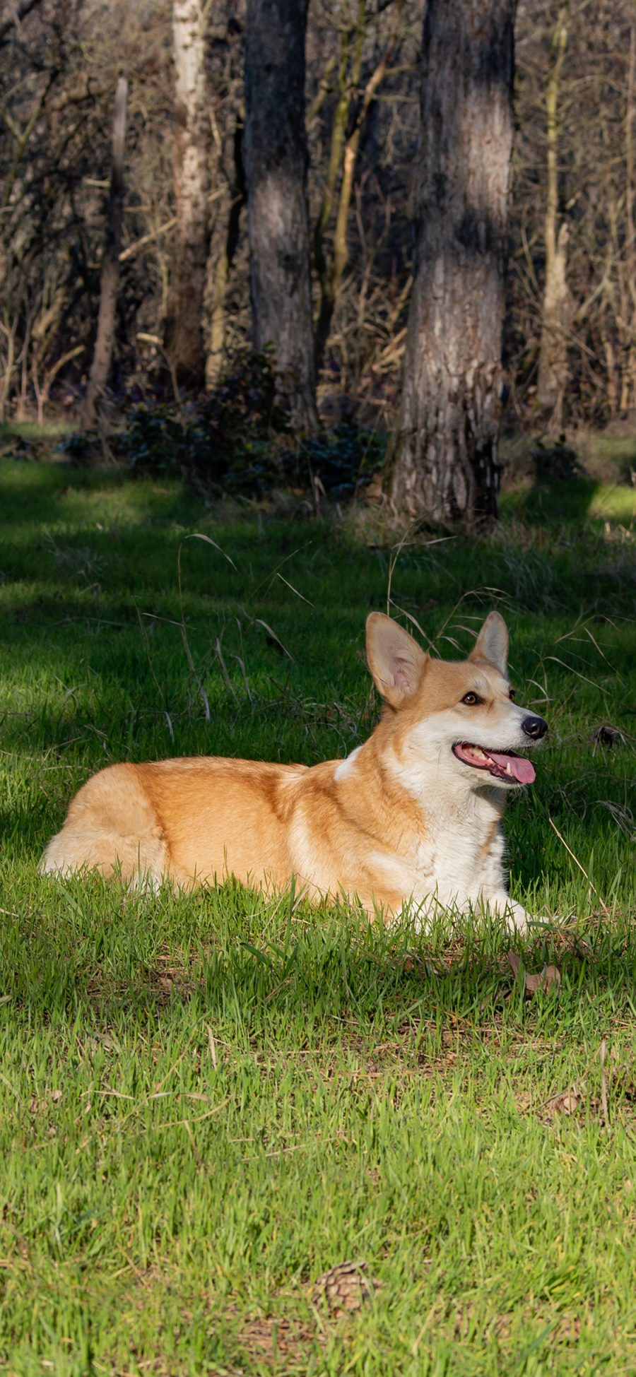 [2436×1125]柯基 犬 汪星人 宠物 草坪 苹果手机壁纸图片