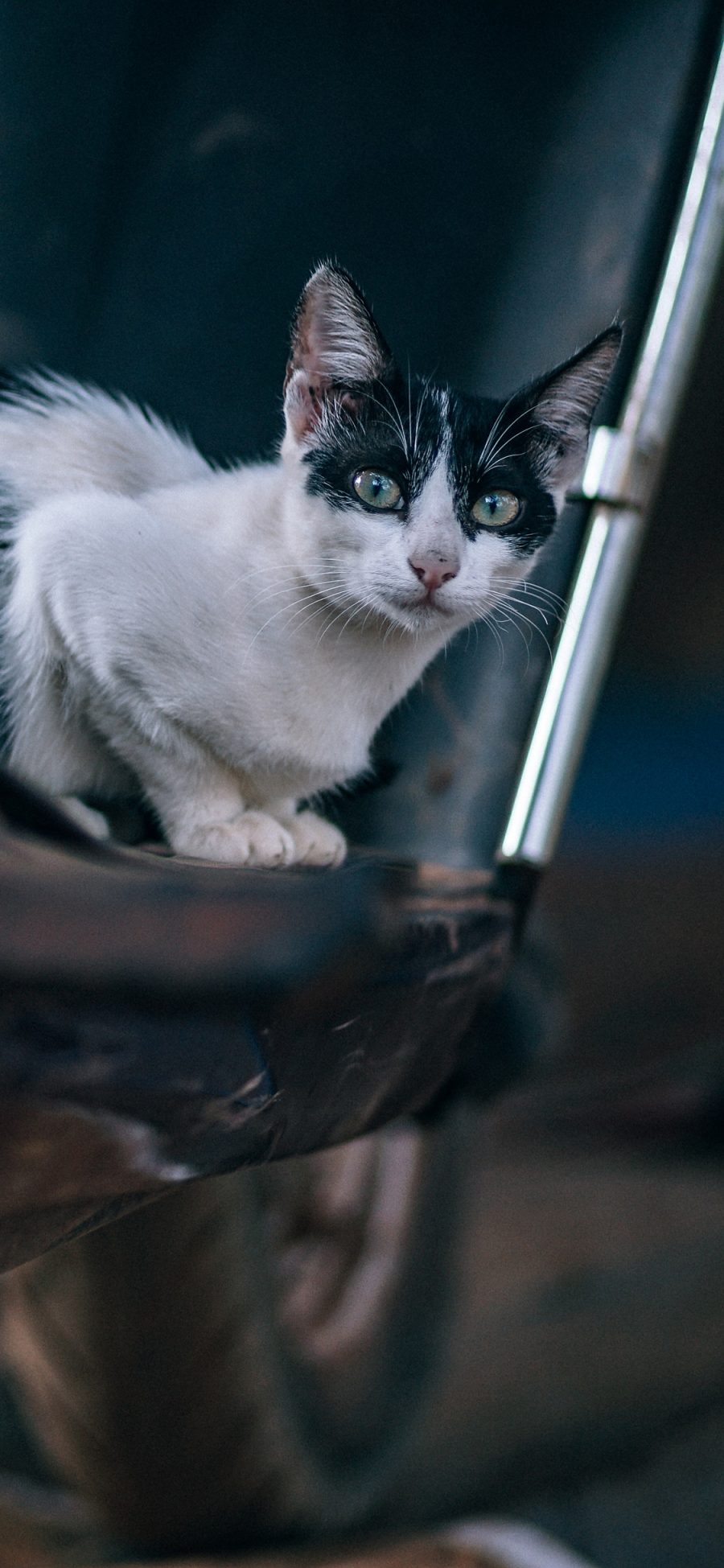 [2436×1125]宠物猫 喵星人 猫咪 苹果手机壁纸图片