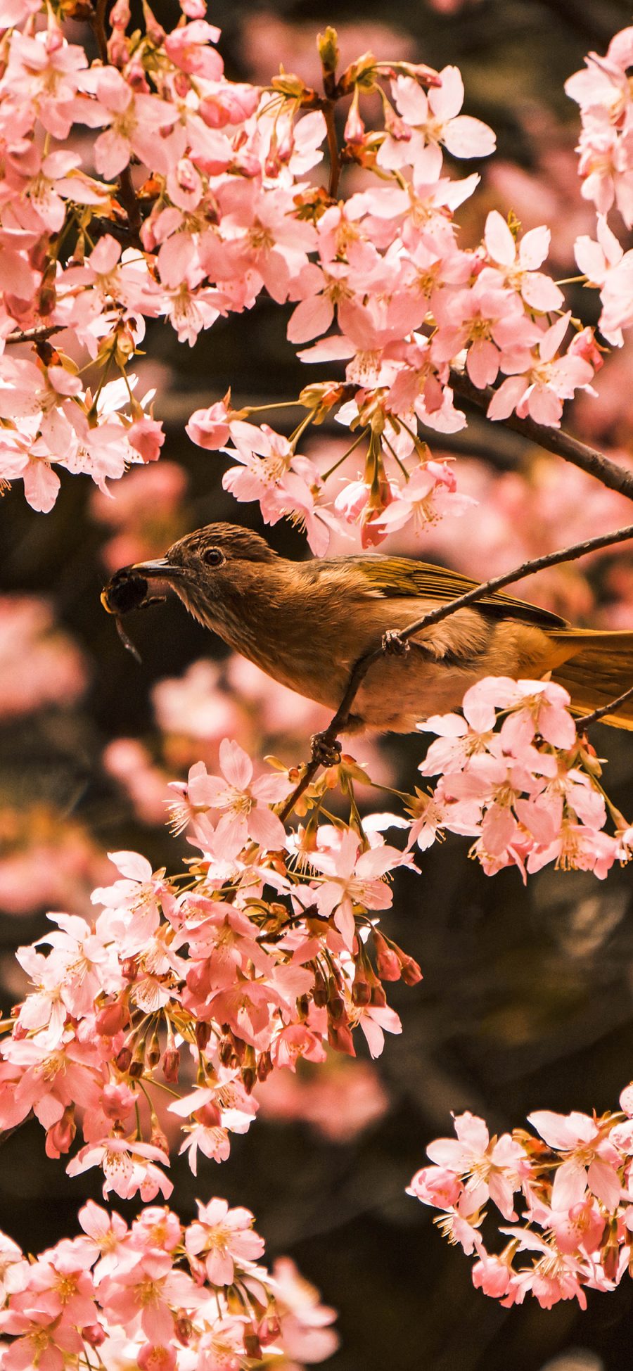 [2436×1125]鸟 花簇 鲜花 花甲 飞鸟 苹果手机壁纸图片