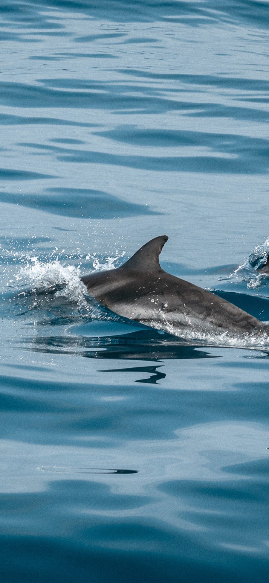 [2436×1125]海豚 海洋生物 游动 海水 蓝色 苹果手机壁纸图片