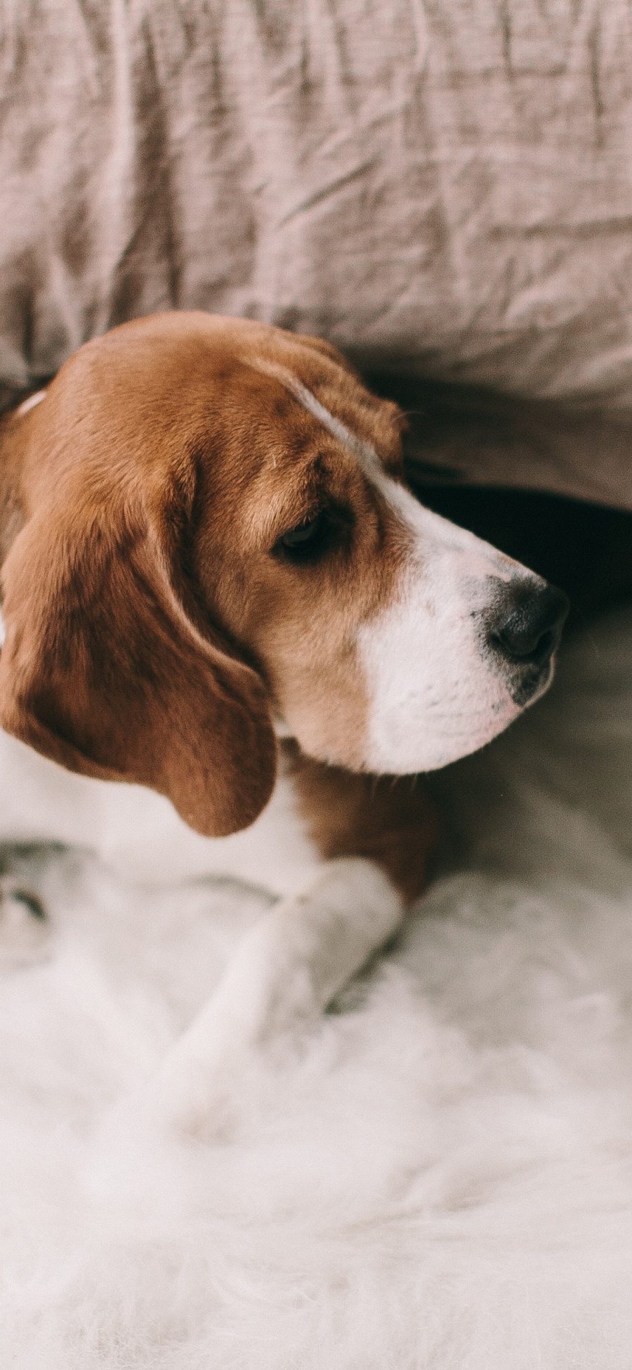 [2436×1125]狗 犬 汪星人 宠物 可爱 苹果手机壁纸图片