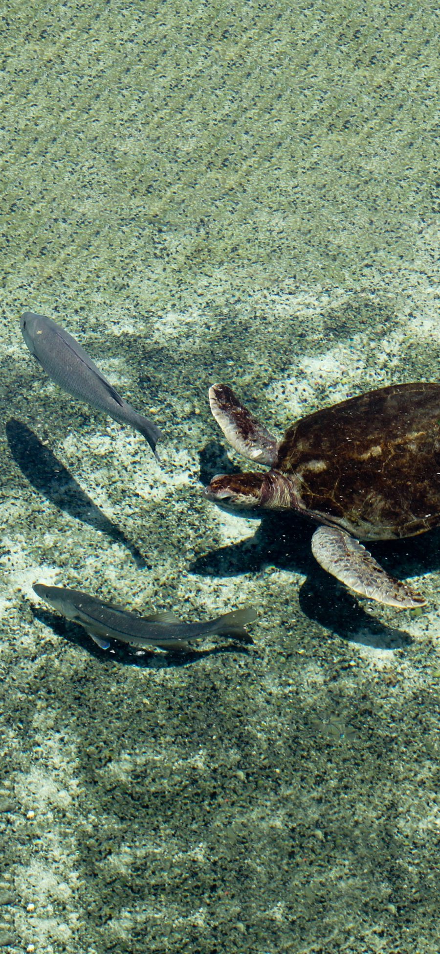 [2436×1125]海洋 生物 海龟 鱼 苹果手机壁纸图片