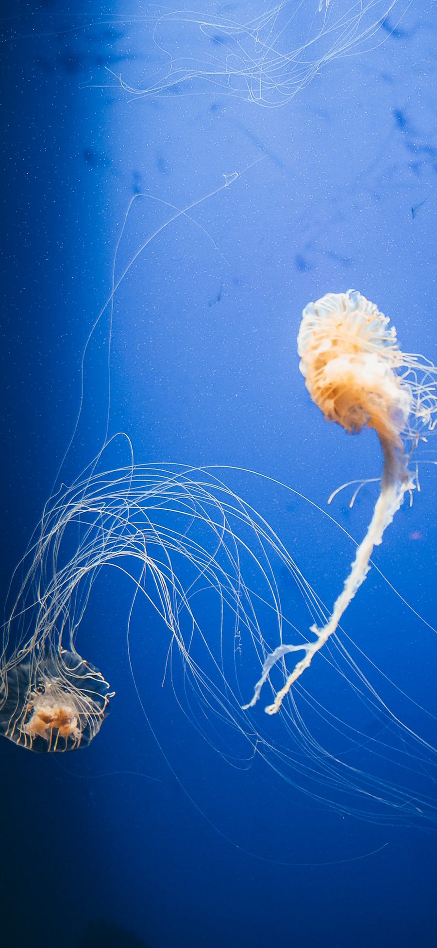 [2436×1125]海洋生物 水母 海蜇 触脚 苹果手机壁纸图片