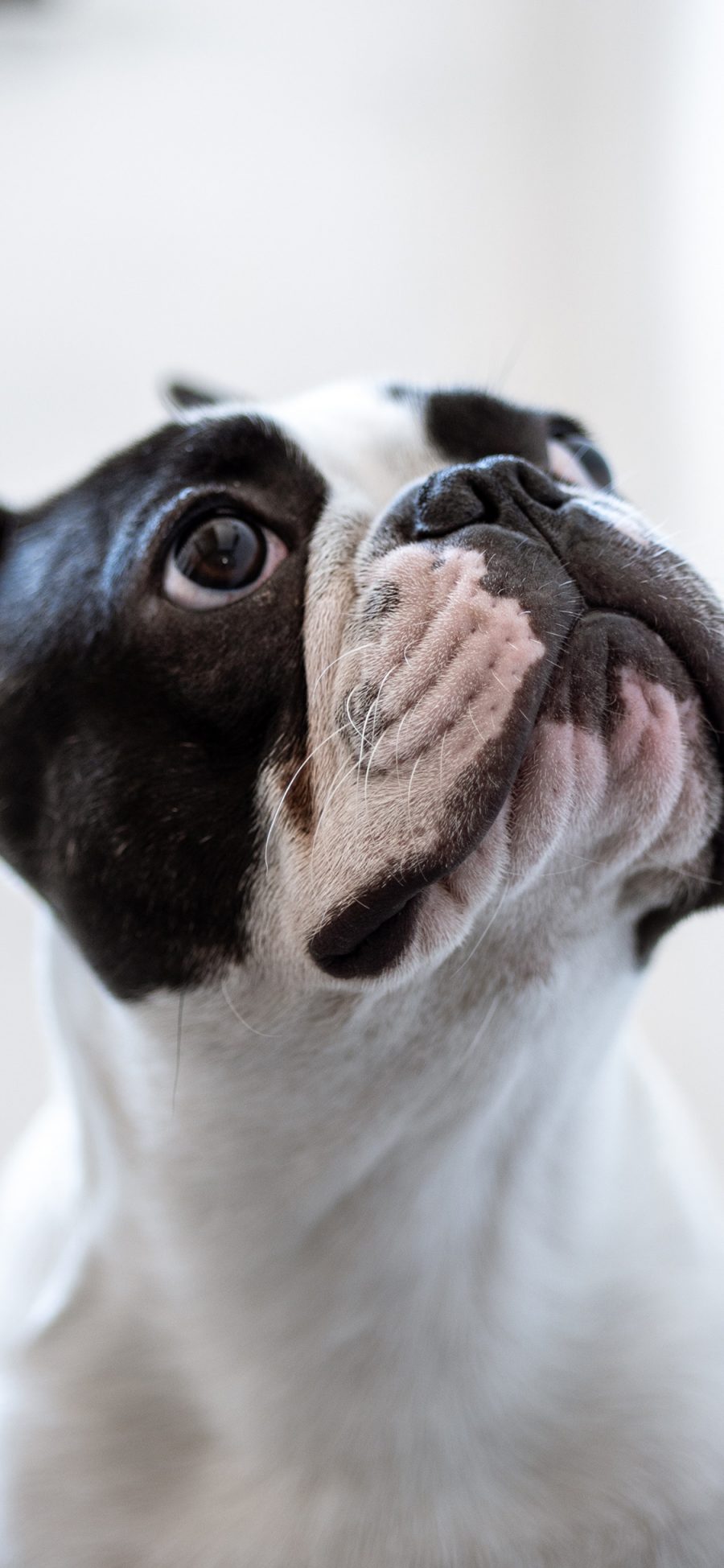 [2436×1125]狗 犬 汪星人 宠物 苹果手机壁纸图片