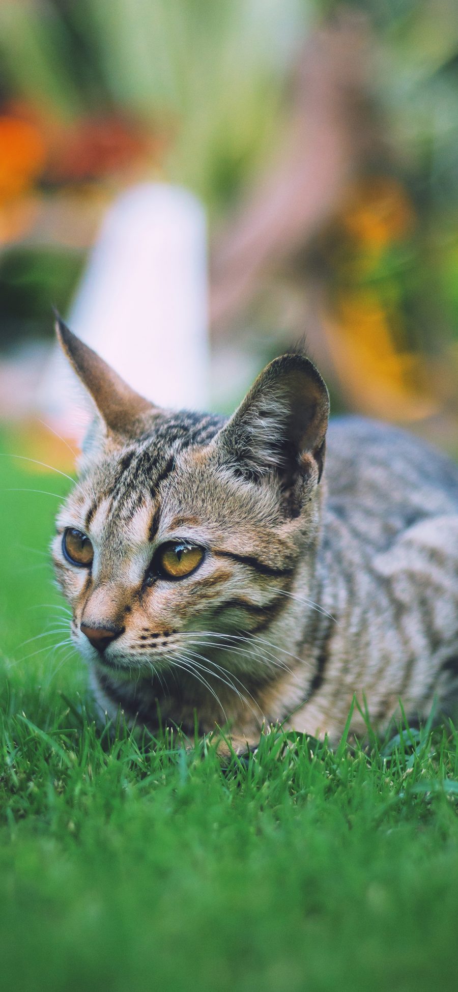 [2436×1125]猫咪 草地 宠物 可爱 苹果手机壁纸图片