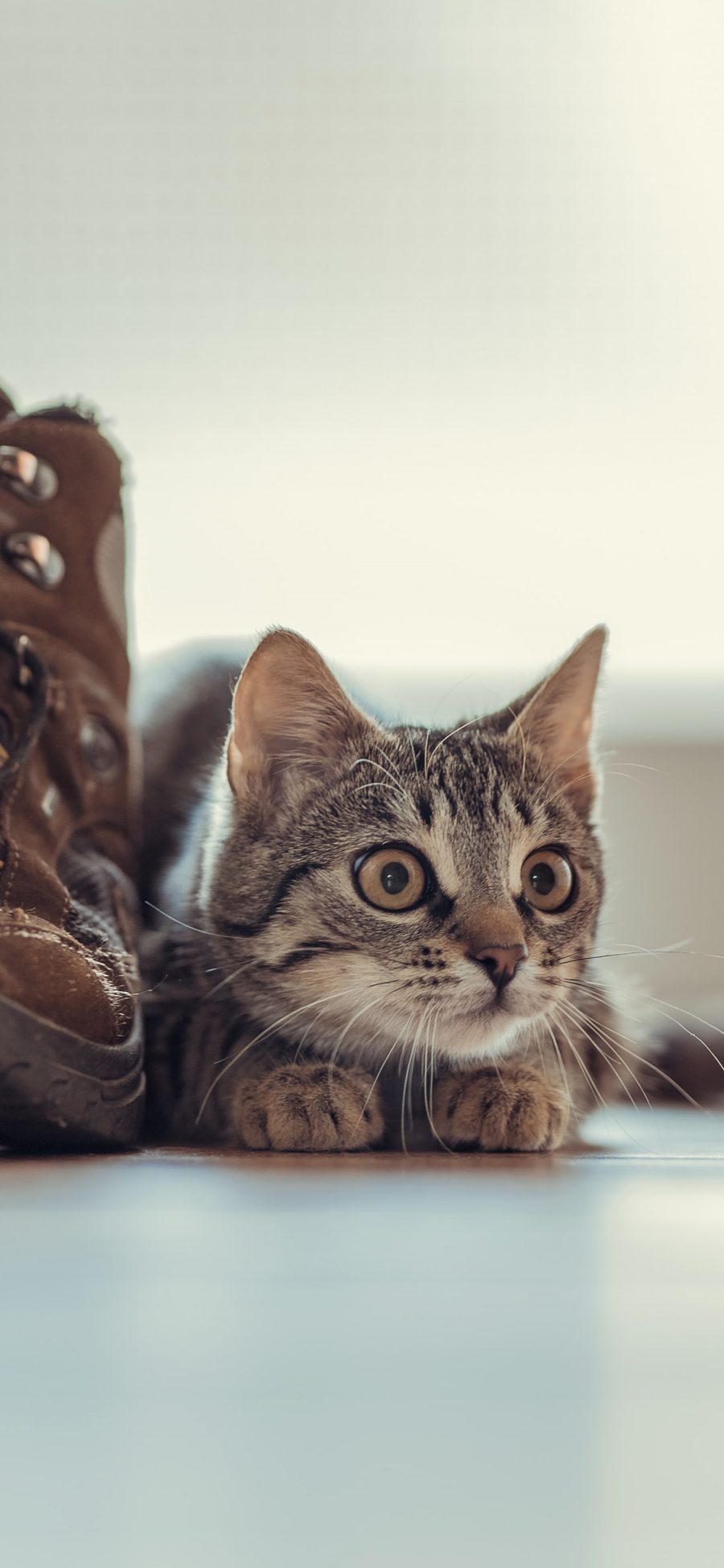 [2436×1125]鞋子 宠物 猫咪 喵星人 苹果手机壁纸图片