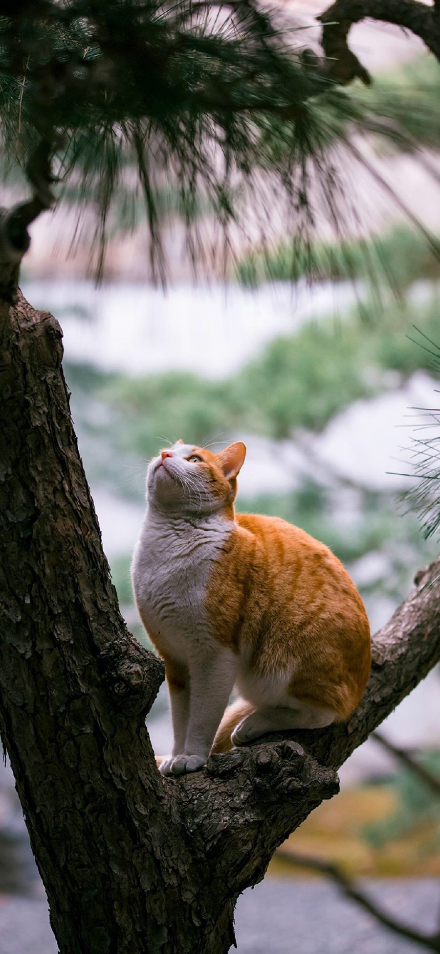 [2436×1125]猫咪 橘猫 树枝 肥猫 苹果手机壁纸图片