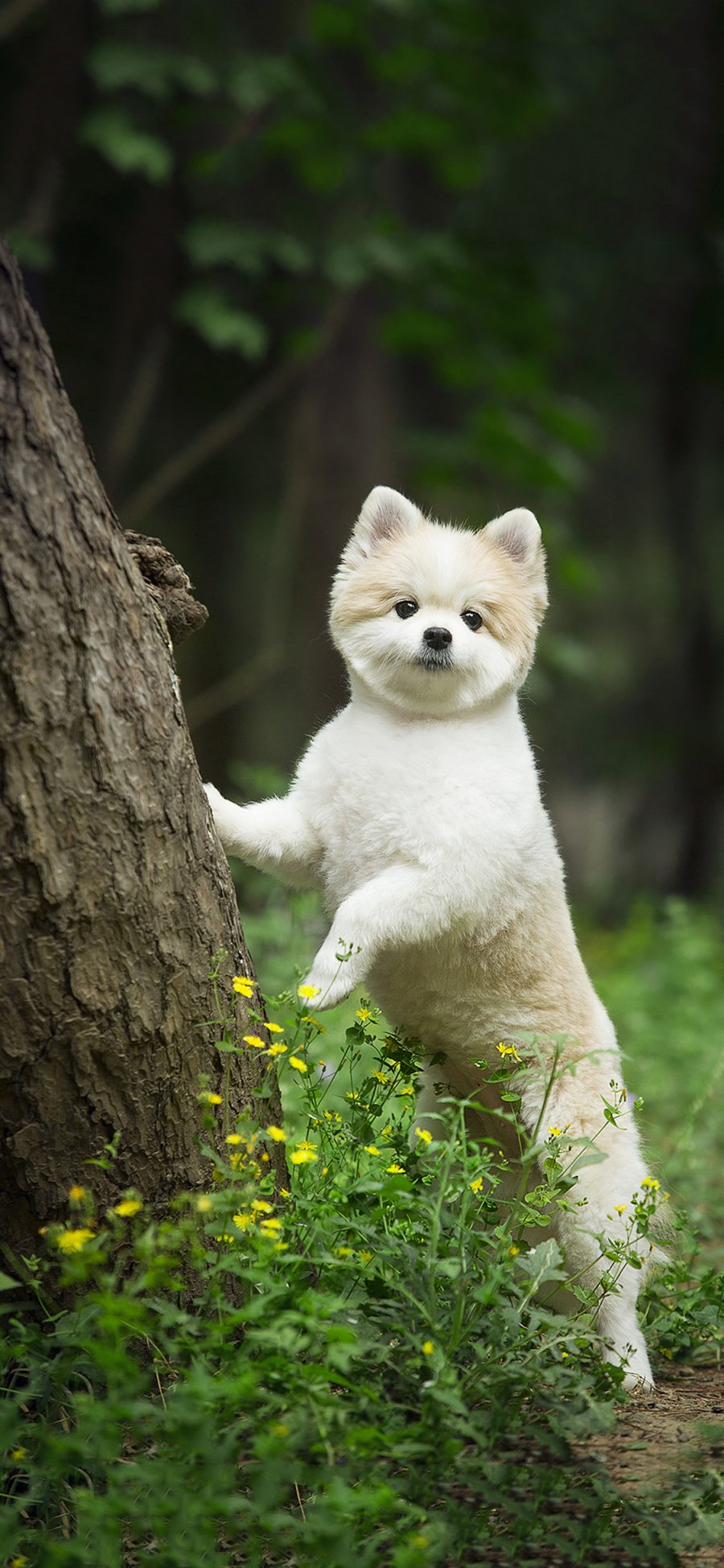 [2436×1125]郊外 宠物狗 比熊犬 白色 可爱 苹果手机壁纸图片