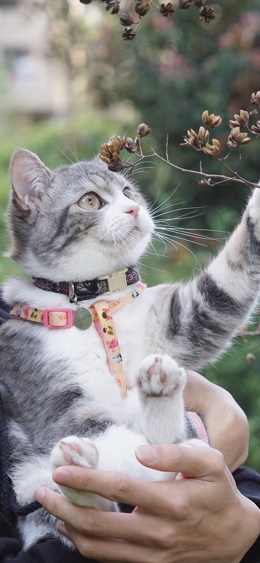 [2436×1125]猫咪 宠物 喵星人 可爱 萌 苹果手机壁纸图片