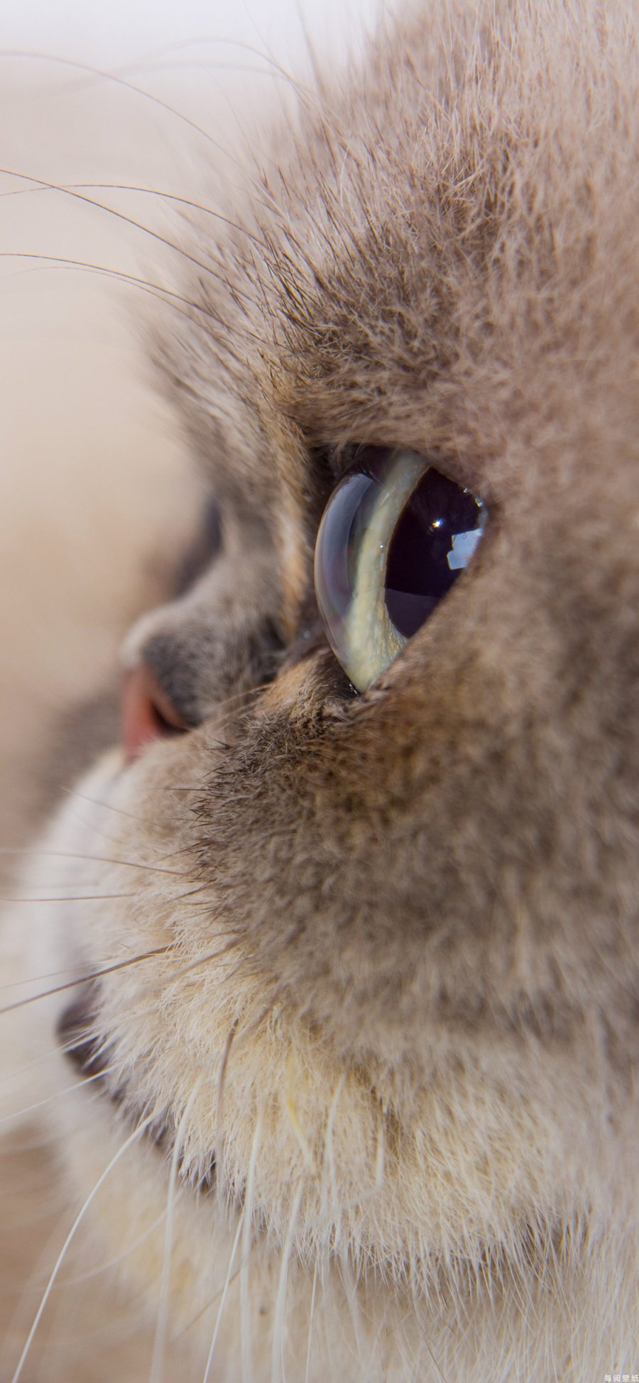 [2436×1125]猫咪 喵星人 宠物 特写 眼睛 可爱 苹果手机壁纸图片