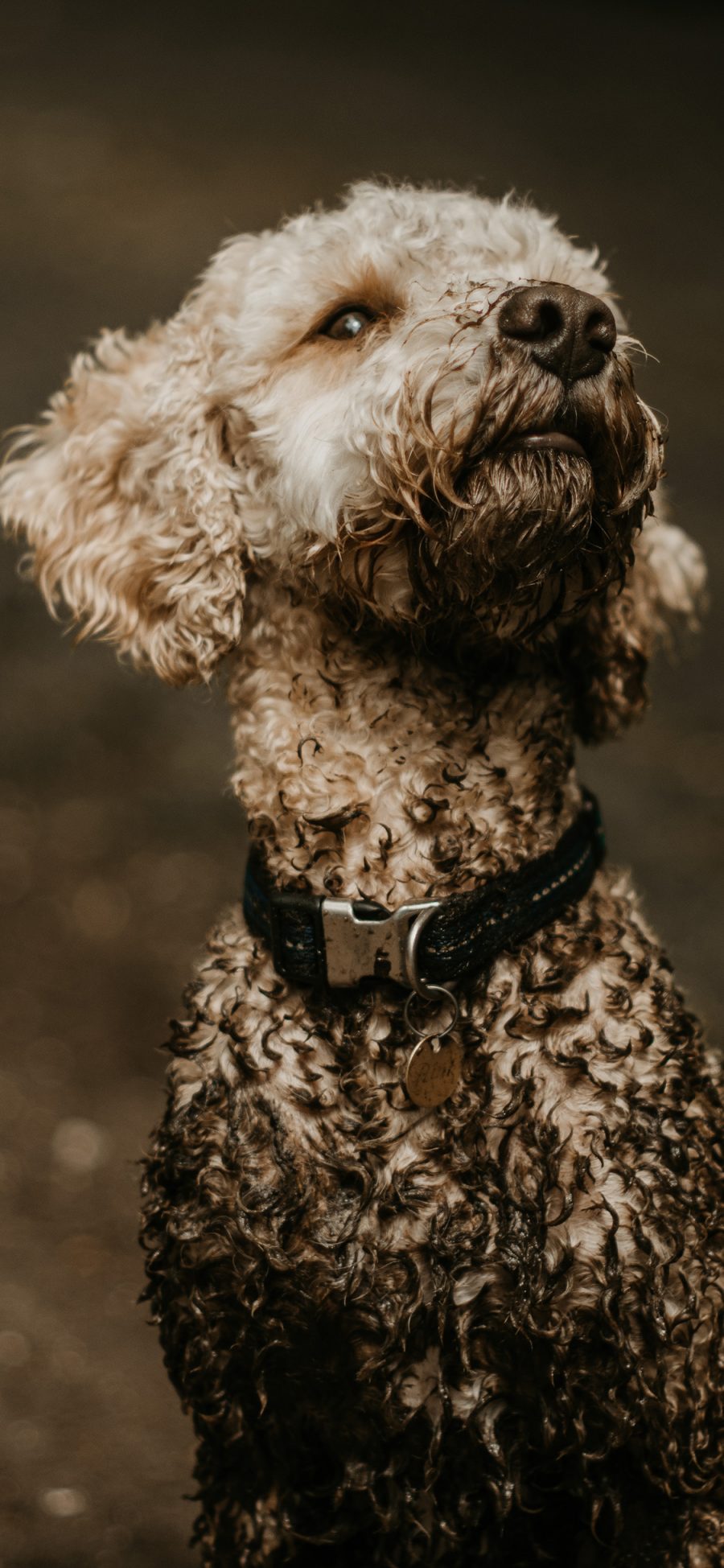 [2436×1125]宠物狗 汪星人 贵宾犬 苹果手机壁纸图片