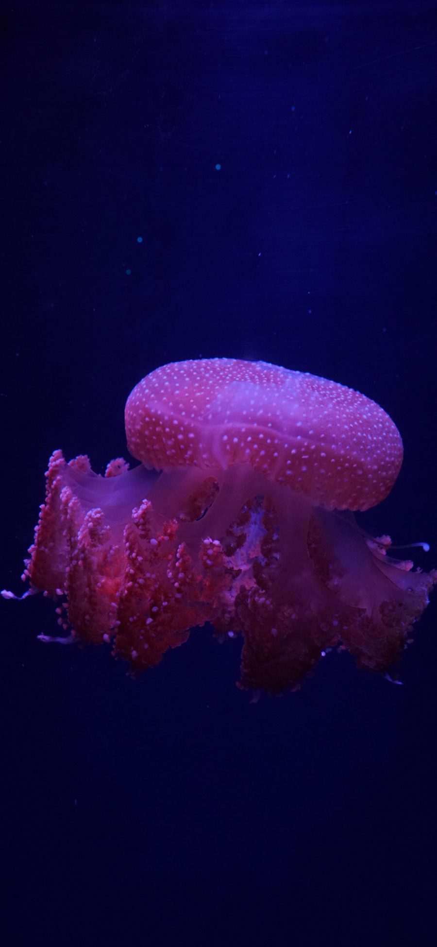 [2436×1125]水母 海洋生物 浮游 单体 苹果手机壁纸图片