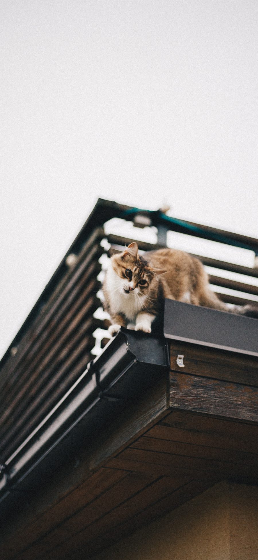 [2436×1125]猫咪 宠物 橘猫 屋檐 苹果手机壁纸图片