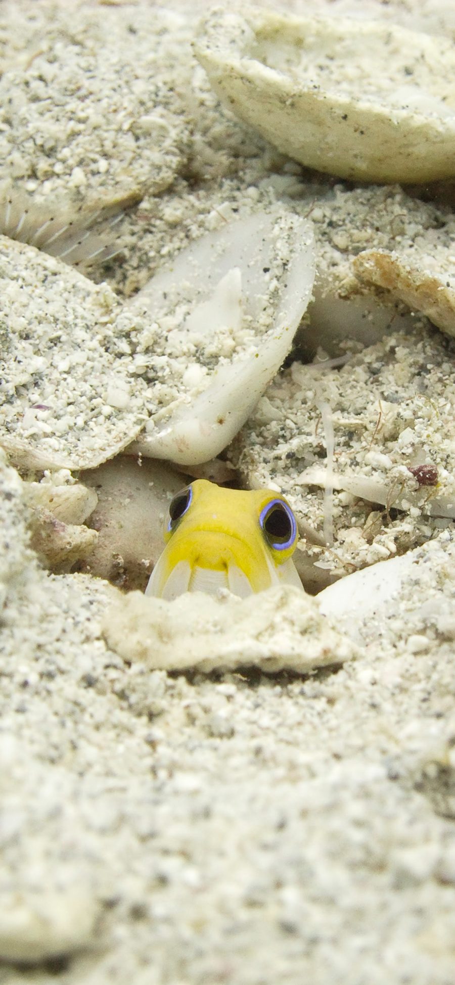 [2436×1125]小鱼 海沙 贝壳 海底 生物 苹果手机壁纸图片