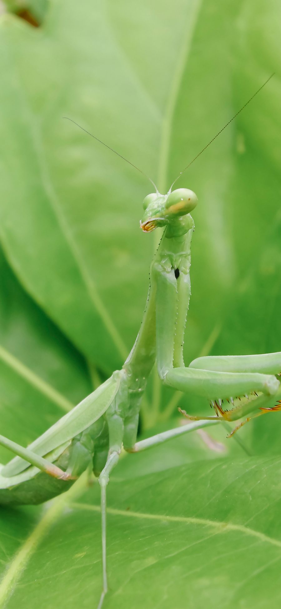 [2436×1125]昆虫 害虫 螳螂 绿叶 苹果手机壁纸图片