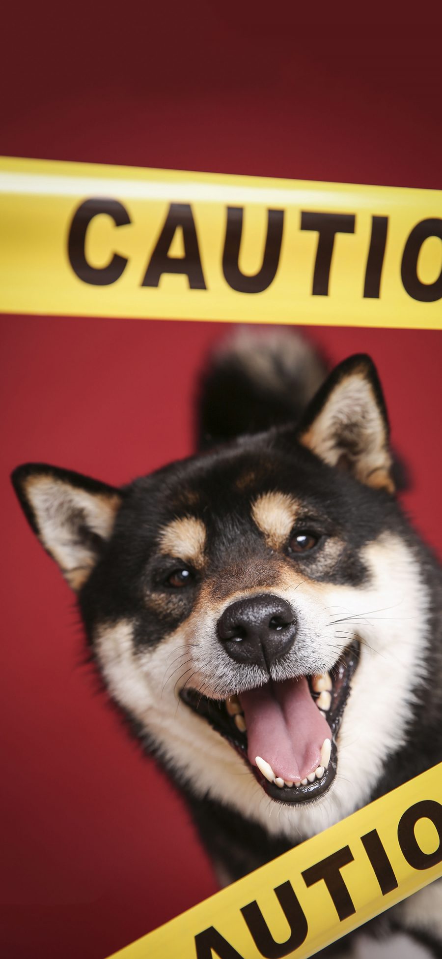 [2436×1125]宠物狗 柴犬 秋田犬 黑色（取自站酷网：PS亲宠摄影） 苹果手机壁纸图片