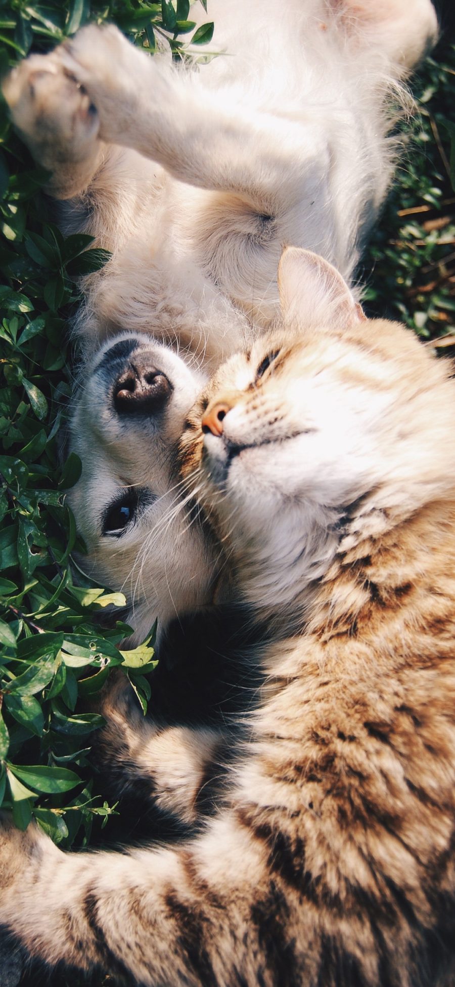 [2436×1125]宠物 猫 狗 可爱 草坪 苹果手机壁纸图片