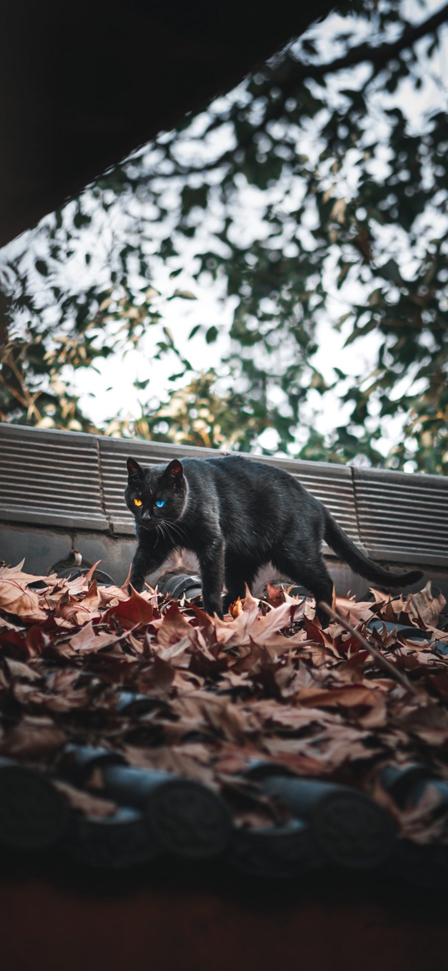 [2436×1125]落叶 猫咪 黑猫 喵星人 苹果手机壁纸图片