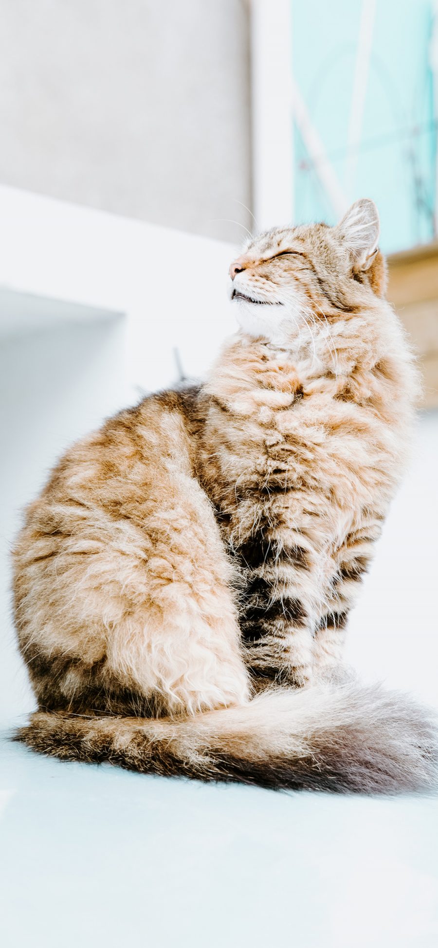 [2436×1125]猫咪 橘猫 宠物 饲养 苹果手机壁纸图片