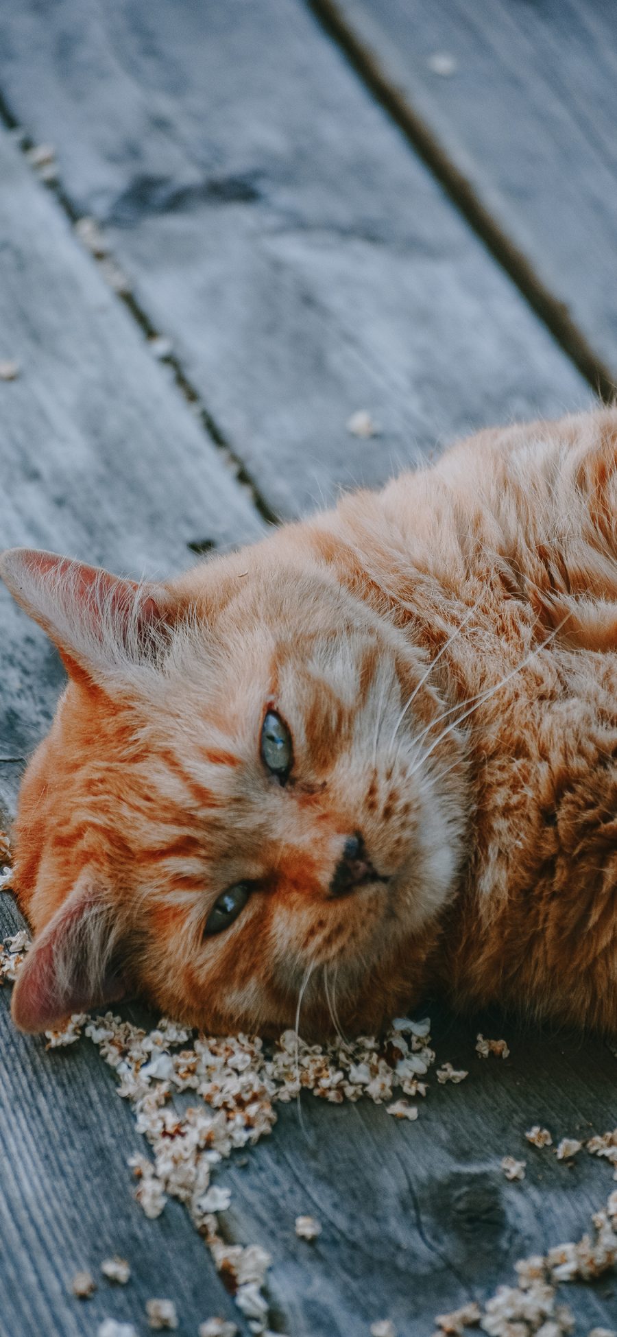 [2436×1125]橘猫 宠物 猫咪 小花 木板 苹果手机壁纸图片