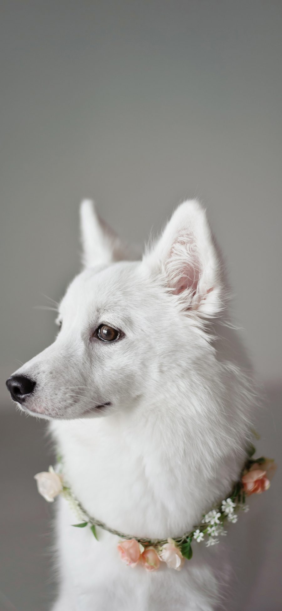 [2436×1125]狗 犬 汪星人 宠物 花环 苹果手机壁纸图片