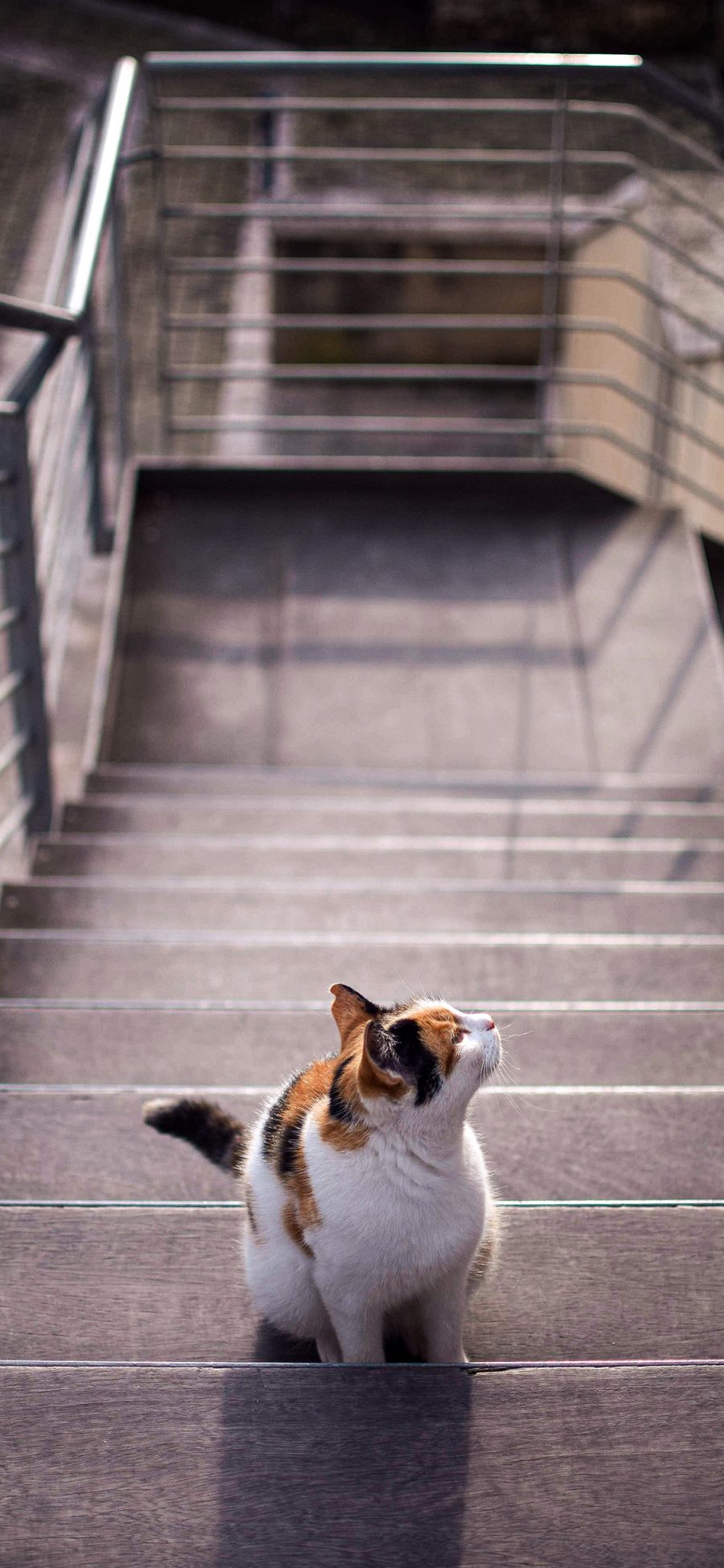 [2436×1125]猫咪 宠物 阶梯 台阶 苹果手机壁纸图片