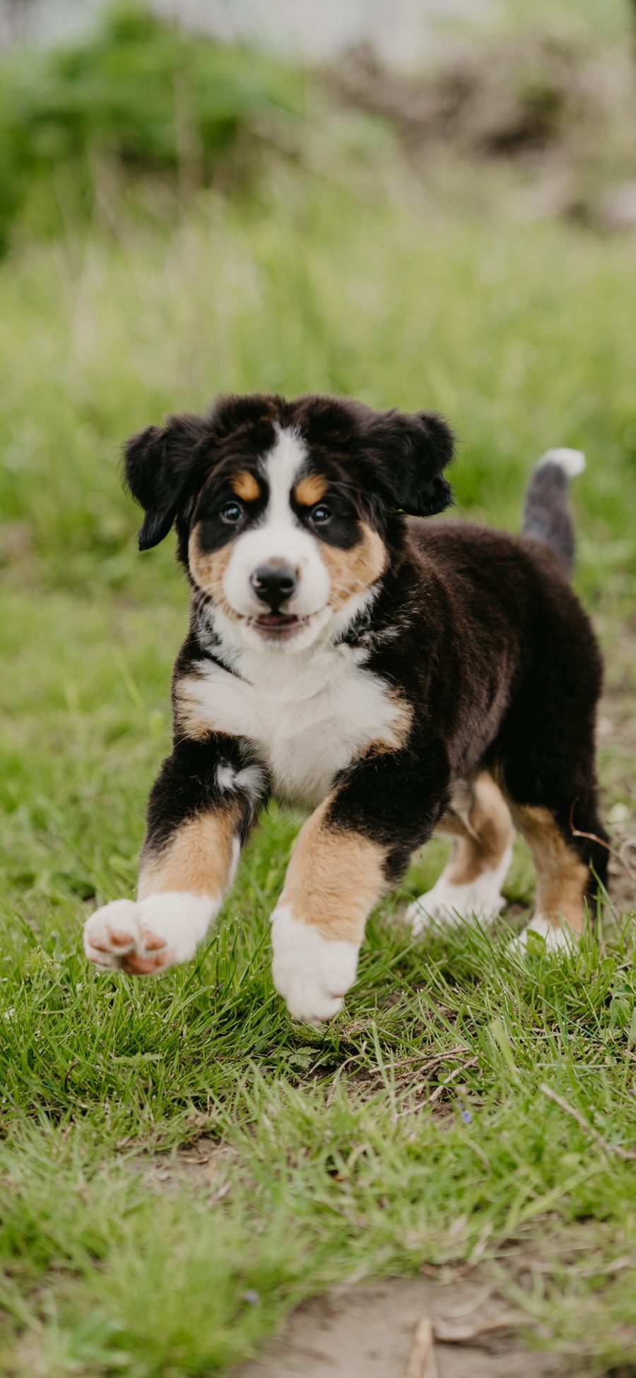 [2436×1125]瑞士伯恩山犬 宠物 饲养 奔跑 苹果手机壁纸图片