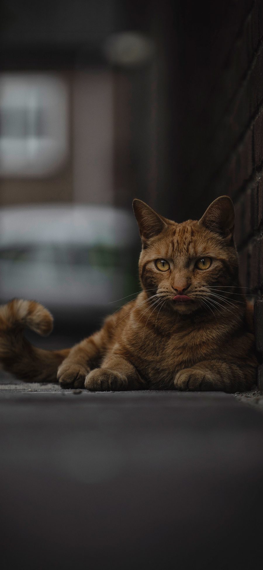 [2436×1125]街道 猫咪 橘猫 喵星人 苹果手机壁纸图片