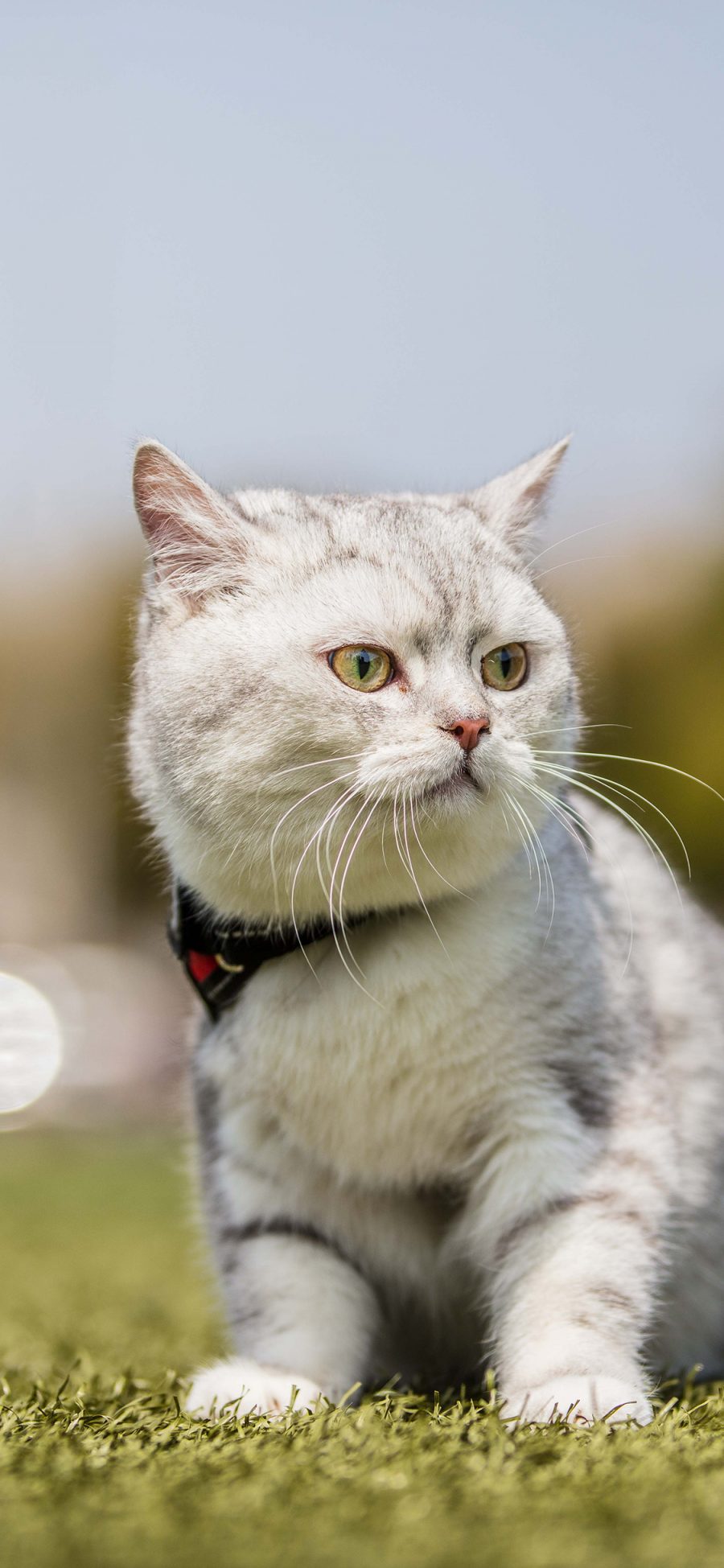 [2436×1125]猫咪 草地 宠物 灰猫 苹果手机壁纸图片